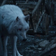 Image for article titled Jon Snow, supposed hero of Game Of Thrones, is a bad wolf dad